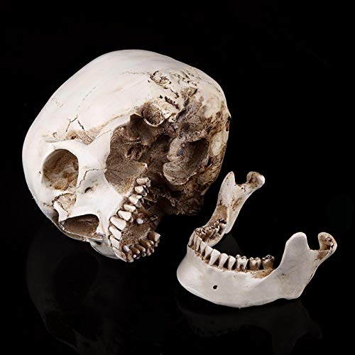 Omabeta Esqueleto médico anatómico, réplica realista de cráneo humano 1:1, modelo de hueso para decoración de Halloween, modelos médicos, cráneo de tamaño real