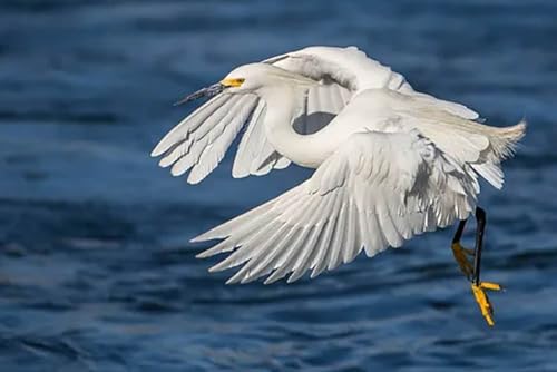 lpY1000s[Xӂ̔ƒpfR[Vap[eB[MtgɍœKj