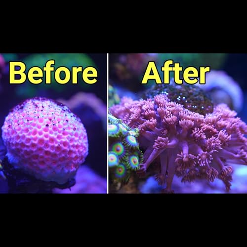 How I Saved This Dying Coral | The Prestige Reef Dork Show Ep 129