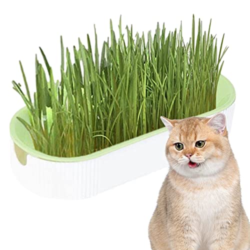 Kit de cultivo de grama para gatos – Plantador hidropônico de grama para gatos – sem sujeira, sem su