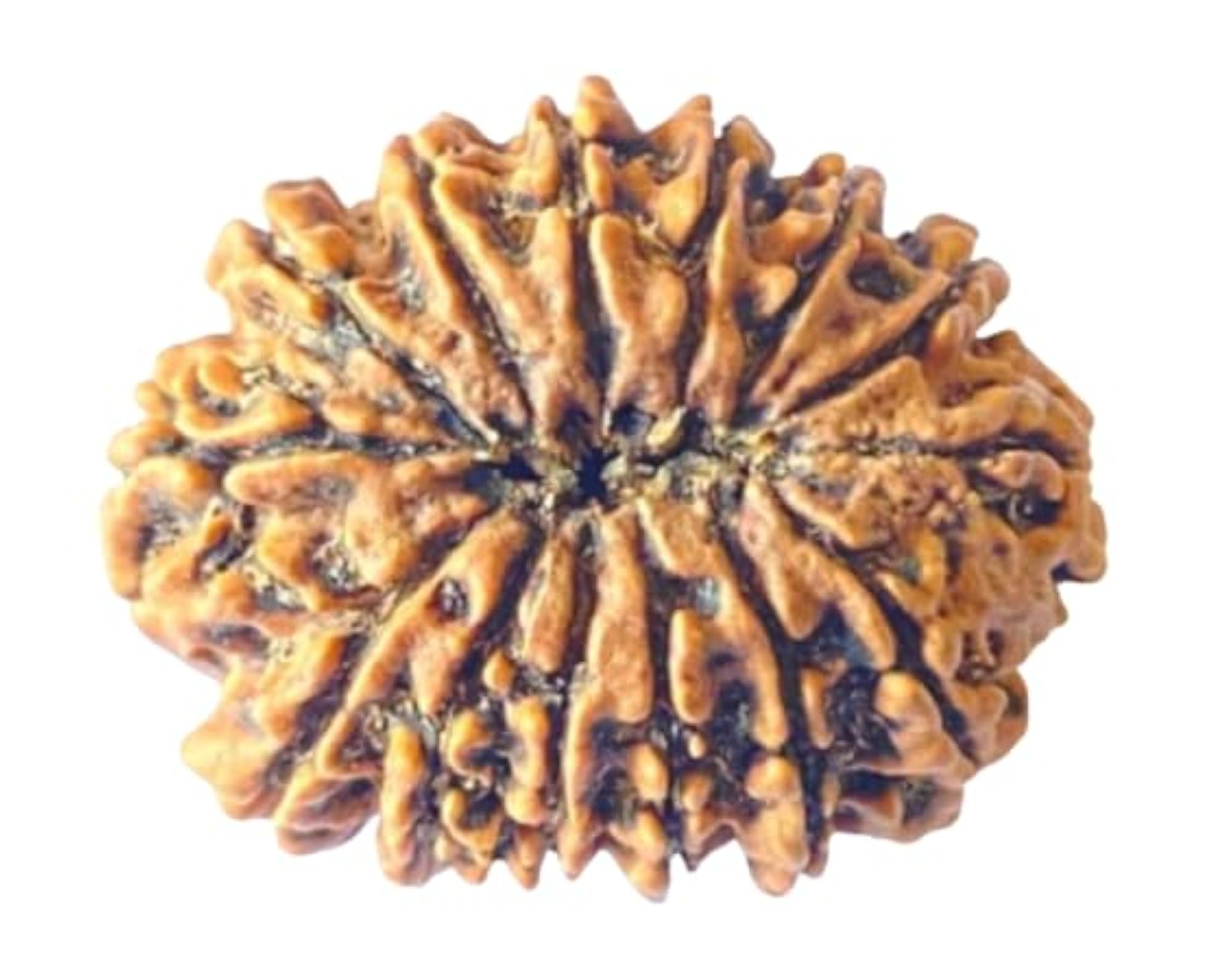 Fifteen Face Rudraksha Bead, Original Certified