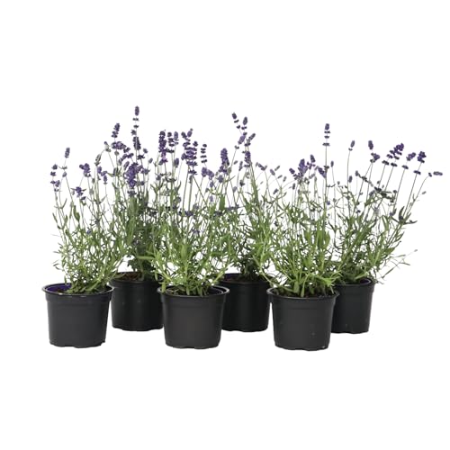 Plant in a Box - Arbustos de lavanda resistentes al invierno - Set de 6 - Lavandula angustifolia - Maceta 10,5cm - Altura 10-15cm