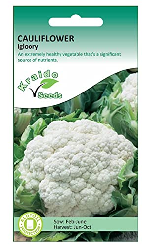 Cauliflower Seeds Igloory Brassica Oleracea 250 Seeds Grow Your Own Vegetable Indoors in a Greenhouse or Outdoors in a Garden or in Large Pots and Containers
