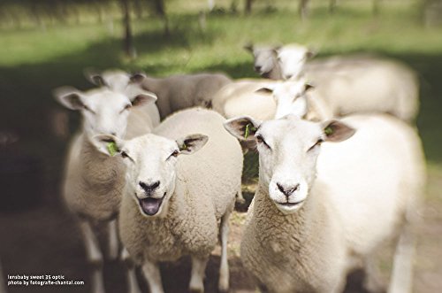 Lensbaby Composer Pro II Sweet 35 para Nikon F - Fernando Cortés