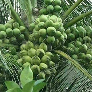 Delorea Warf Coconut Kalpasree Live Plant Kerala Coconut Tree Plant (1 Plant) High Yield Hybrid Variety (B097NBKLFY) Amazon Price History, Amazon Price Tracker