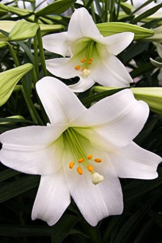 Siddhi Vinayak Gallery® Imported and Hybrid Asiatic lily, Oriental Lily Large Size Flower Bulbs Good Germination Pack of 3 Bulbs-image-40