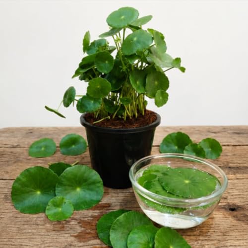 Image of Lucky Coin Money Plant Live with Decorative Pot Feng Shui Good Luck Indoor Air Purifying Plant Vastu Plant for Home Office Desk Decor Pack of 1 With Pot