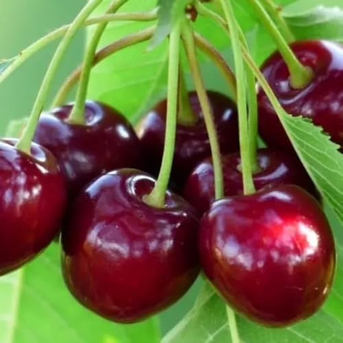 PIANTA DA FRUTTO CILIEGIA DURONA 1 in vaso 20 - età 2/3 anni (foto reali)