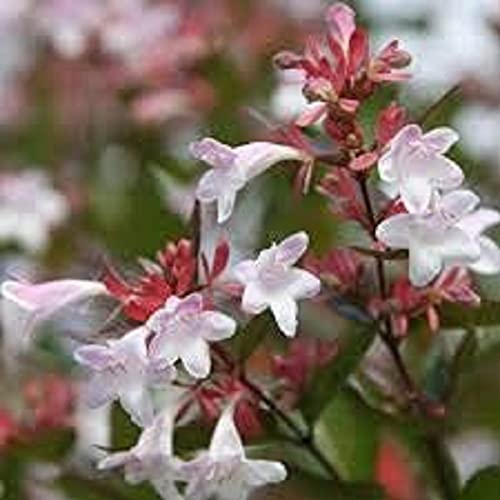 Garden Shrub, Abelia 'Grandiflora', 1 x Full Plant in 2 Litre Pot, Perennial, Outdoor Plants, Garden Ready, Ready to Plant, Premium Quality Plants