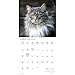 Carousel Calendars, Maine Coon Cats 2026 Wall Calendar, 12'' X 12'', 16-Month Calendar with Stapled Binding