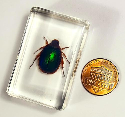 Image of 44mm Real Blue Green Christmas Beetle in Crystal Clear Lucite Resin Specimen Preserved Animal Insect Bug Taxidermy Collection for Biology Science Education & Desk Ornament Display