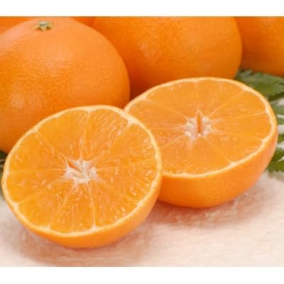 愛まどんな 家庭用1.5kg(C21-42)