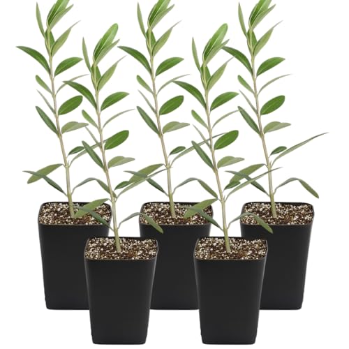 MYSHELFIE Dwarf Olive Tree Starter Plant, 2 Inch Pot, Indoor Outdoor Bonsai (5)