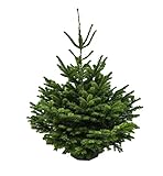 Tannenbaum Nordmanntanne H 120-150 cm echt Premium Tanne Nordmann Weihnachtsbaum deko echte frisch geschlagen Frischtanne Weihnachtsdeko Christbaum Lichtertanne Nadelbaum