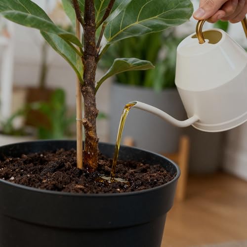 Fertilizante Líquido para Planta Fiddle Leaf Fig 2x250 mL miniatura 4