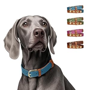 MIDOG Two-Tone Genuine Leather Dog Collar – Soft & Durable, Adjustable Rust-Proof Metal Buckle, Suitable for Small, Medium, and Large Dogs (19″-23″ Neck, Blue – L)