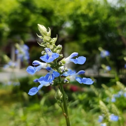 semillas de salvia resistentes, balcón jardín decoración interior 250pcs