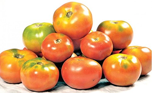See full amazon price history chart for MyOwnGarden Traditional seeds (Tomato, Brinjal, Ladies Finger, Chilly) MyOwnGarden Traditional seeds (Tomato, Brinjal, Ladies Finger, Chilly) (B06XXNM65C) Amazon Price History, Amazon Price Tracker