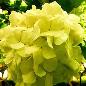 kiskick 20 Stuks Hortensia Zaden Bloem Plant Home Office Ornament Tuin Pot Bonsai Decor Hoge Opbrengst Zaden voor Groeiende Geel Hortensia Zaden