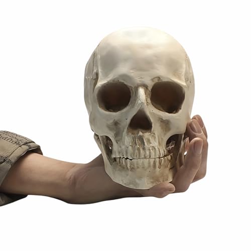 Image of SOACH Resin Skull, 1:1 Human Skull, Human Head Model for Home Decoration, Halloween Statue, Bone Model, Model Anatomical Medical Skeleton, Jaw is Movable (White)