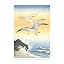 Seagulls
