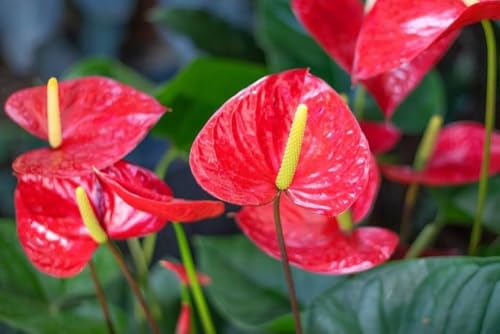 Image of Anthurium Live Plant, Red Flowering Indoor Plant, Baby Plant with Blooms in 30 Days with pot