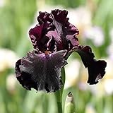 3 unidades híbridas Iris cebollas, color negro y morado, flores de cebolla, flores año tras año, flores de jardín, decoración del hogar