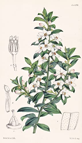 Eriostemon Intermedium. Intermediate Eriostemon. Tab. 4439 - Australia Australien / Pflanze Planzen plant plants / flower flowers Blume Blumen / botanical Botanik botany / aus 