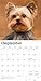 Yorkshire Terriers | 2026 12 x 24 Inch (Hanging) Monthly Square Wall Calendar | Plastic-Free | BrownTrout | Animals Small Dog Breeds Yorkies