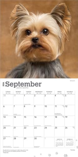 Yorkshire Terriers – Yorkshire Terrier – Yorkies 2026 – 16-Monatskalender: Original BrownTrout-Kalender [Mehrsprachig] [Kalender] (Wall-Kalender)
