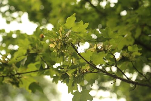 50 semi di acer campestre "acero "" semi freschi