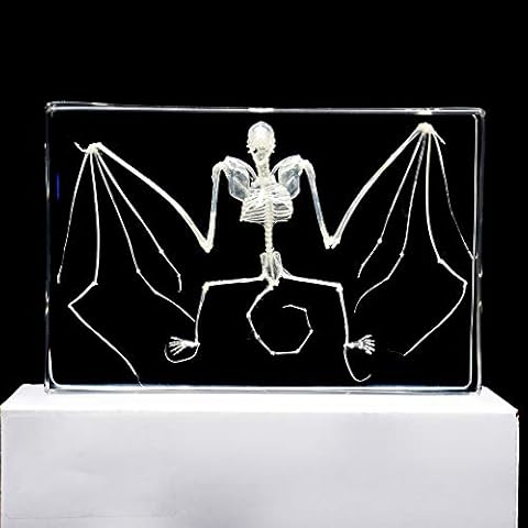 Rainbow_Road Real Bat Skeleton Specimen Cover