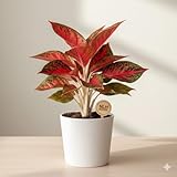 Vibrant Red Aglaonema Lipstick Plant - Low Light Houseplant for Home & Office (White Pot Included). NLH_4