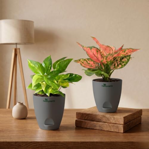 Image of Variegated Money Plant & Aglaonema Pink Valentine Live Indoor 2-Plant Combo in 4-Inch Self-Watering Matte Grey Pots | Vastu Lucky Houseplants for Stylish Home & Office Decor