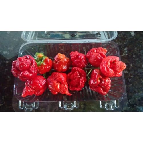 20 Sementes Trinidad Scorpion Moruga Vermelha (Red) A 2ª Mais Forte Do Mundo Verdadeiras