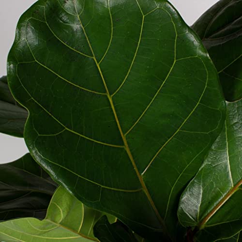 Fertilizante Granulado para Ficus y Plantas de Hojas miniatura 7