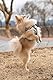 Puppia Junior - Hundegeschirr für kleine Hunde - leicht und super weich - Auch als Welpengeschirr verwendbar -Antizuggeschirr für Hunde, Beige, L, PAMA-AC978