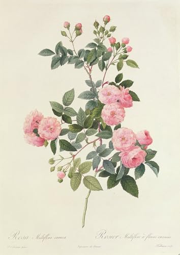 Toile Rosa Multiflora Carnea Redouté : Peinture Moderne de Haute Précision 60x90