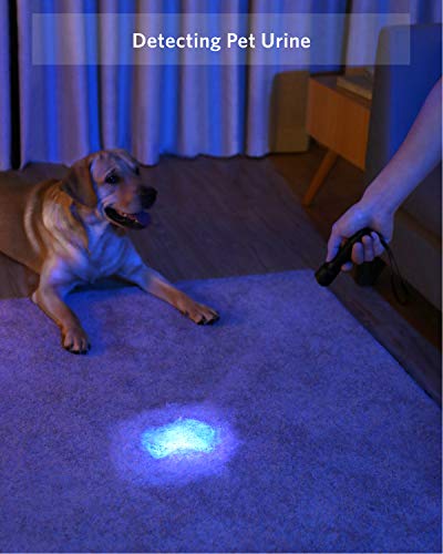 Anker Bolder UV Flashlight Rechargeable, 380nm Ultraviolet Blacklight Detector for Dog Urine, Pet Stains and Fluorescence, Pocket-Size LED Torch, IPX5 Water Resistant - Image 3