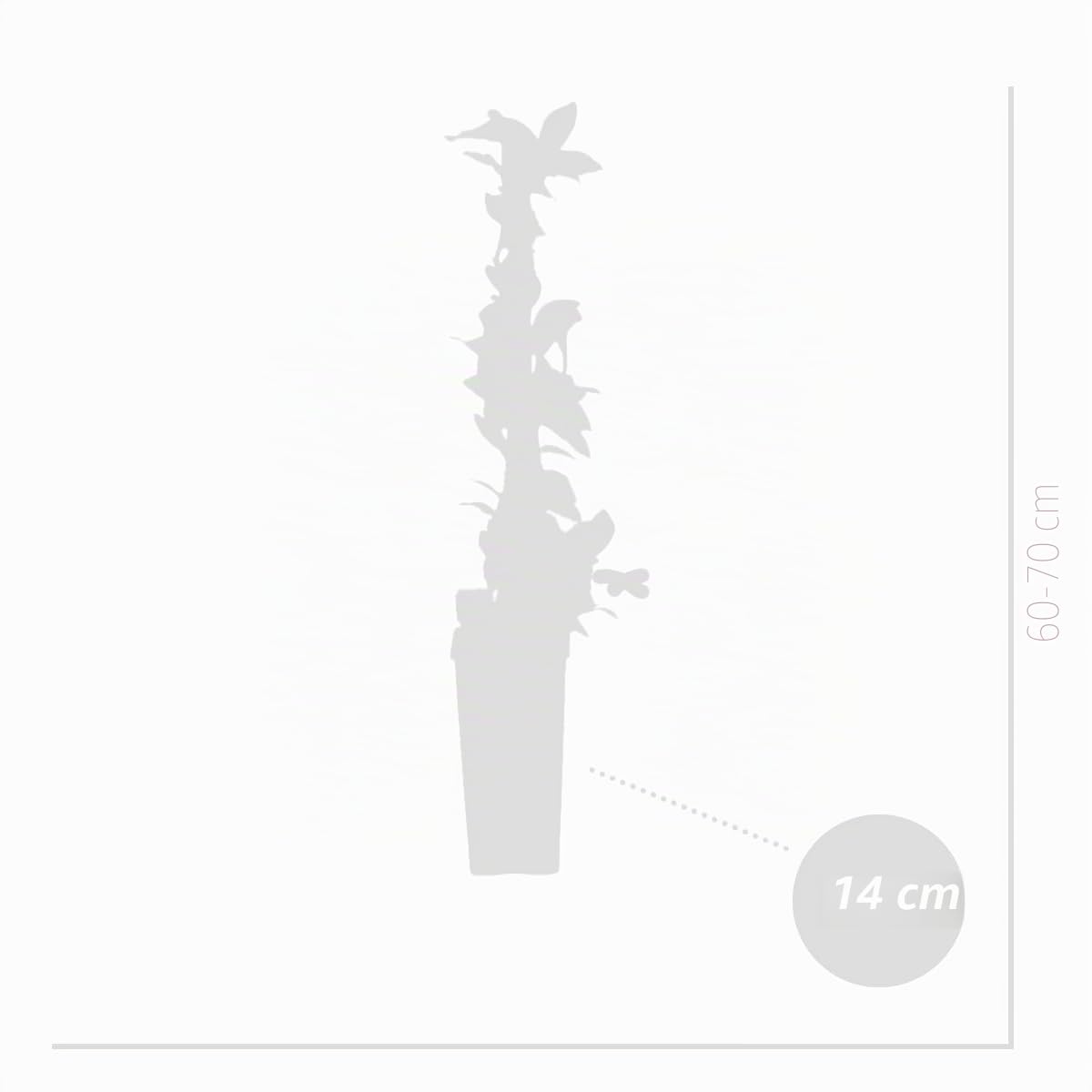 Bloomique - Set de 2 - Vaccinium corymbosum ‘Goldtraube’ - Arándano - Planta frutal - Resistente al frío - 50-70 cm - Maceta 15 cm