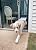 Endura Flap Thermo Panel Pet Door for Sliding Glass Doors | Heavy-Duty Aluminum Frame with Secure Locking Cover | Energy Efficient & Easy Install | Silver, XL Flap, 74.75"-77.75" Slider Height