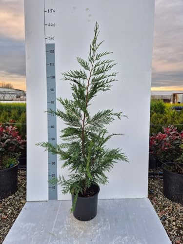 Pianta di Cupressus Leylandii Verde – Conifera Sempreverde per Siepi Alte e Veloci | Resistente e Vigorosa – Vaso 20 cm - Vivai Giulian Giovani Piante