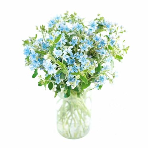 [3回定期便]ブルースター花束初回花瓶付き