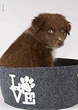 Die große Trickkiste für Hunde: Pfiffige Beschäftigung für drinnen und draußen