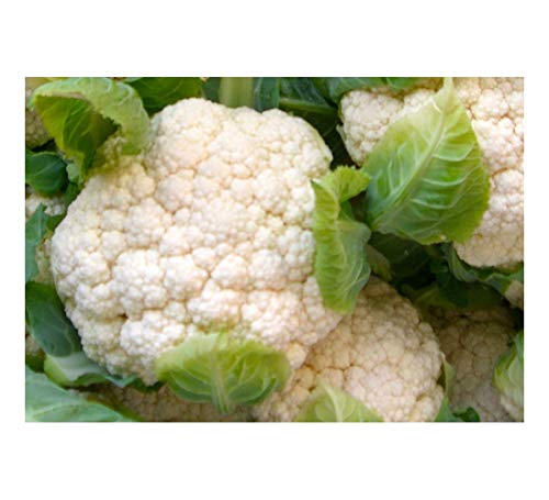 PREMIER SEEDS DIRECT CAULIFLOWER - SNOWCROWN - 500 SEEDS - ORGANIC