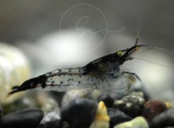 Swimming Creatures™ 10 Rili Mix Premium High Garde Freshwater Neocaridina Aquarium Shrimps.
