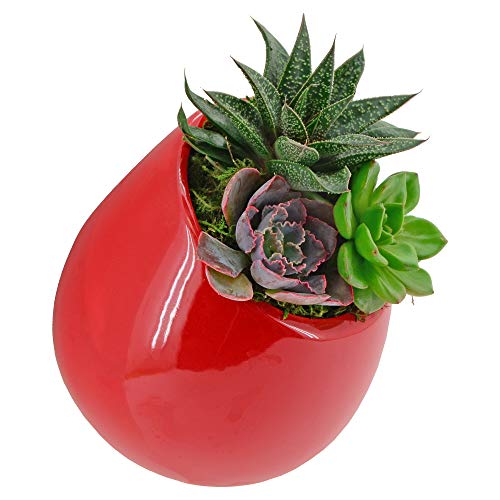 Arcadia Garden Products Wp26 Small Round Wall Planter 3-Pack-Red #TOP2