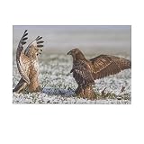 FDCSYP Red Tail Hawks Eagle Bird Canvas Poster Bedroom Decor Sports Landscape Office Room Gift,Canva