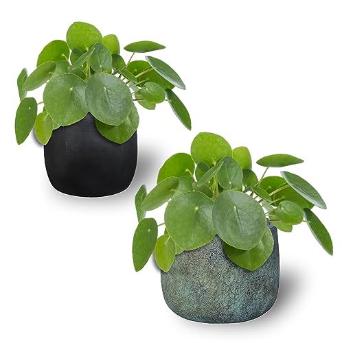 Groots Pack 2 Pilea Peperomioides - Planta Natural del Misionero o del Dinero de Interior - Decorativa e Ideal para Hogar u Oficina - Maceta Ø 12 cm - Maceta de Cerámica NO incluida