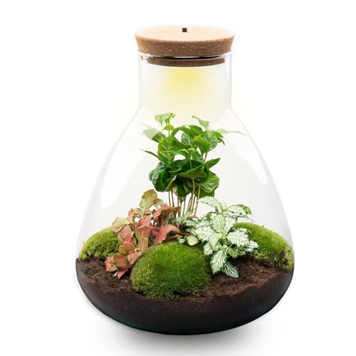 urbanjngl.com - Sam Coffea - Flaschengarten mit Licht - DIY Terrarium mit Pflanzen im Glas - Ø 24,5 cm ↑ 30 cm